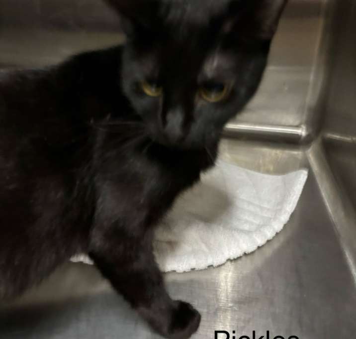 Photo of Pickles