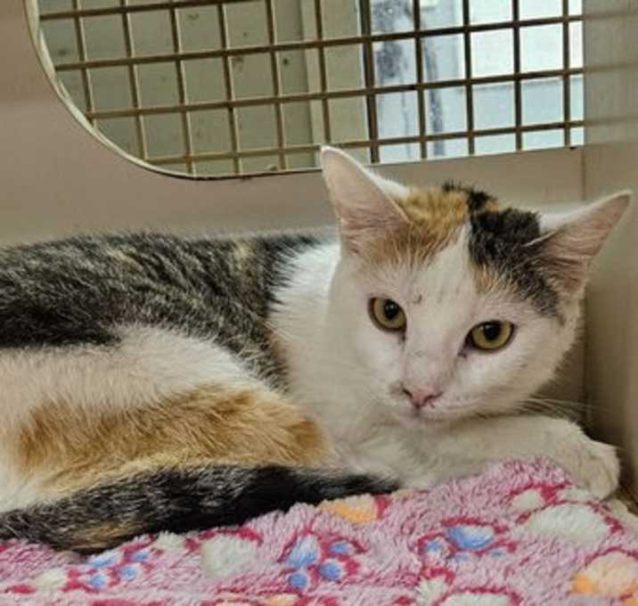 Photo of Cali - in foster