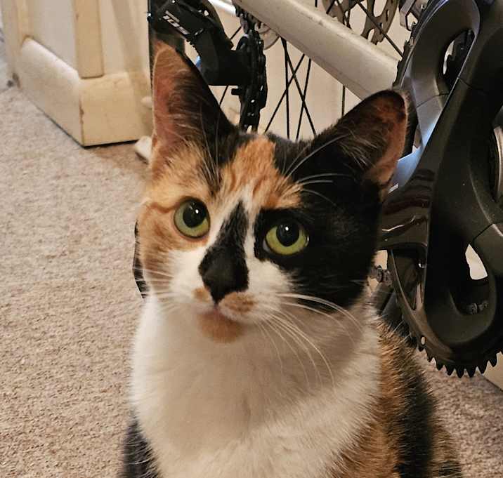 Photo of Giselle
