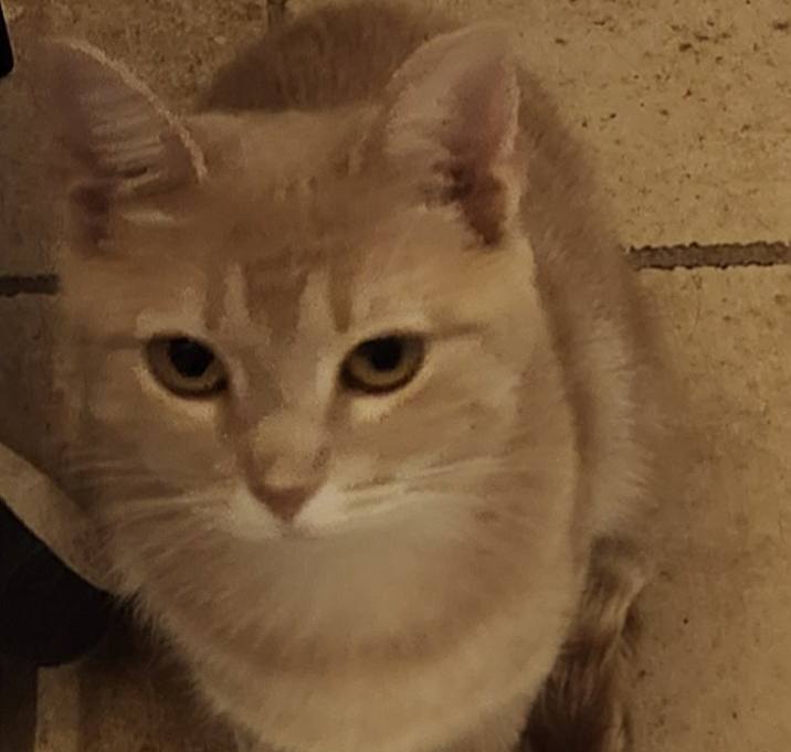 Photo of Honey