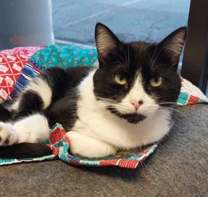Photo of Oreo