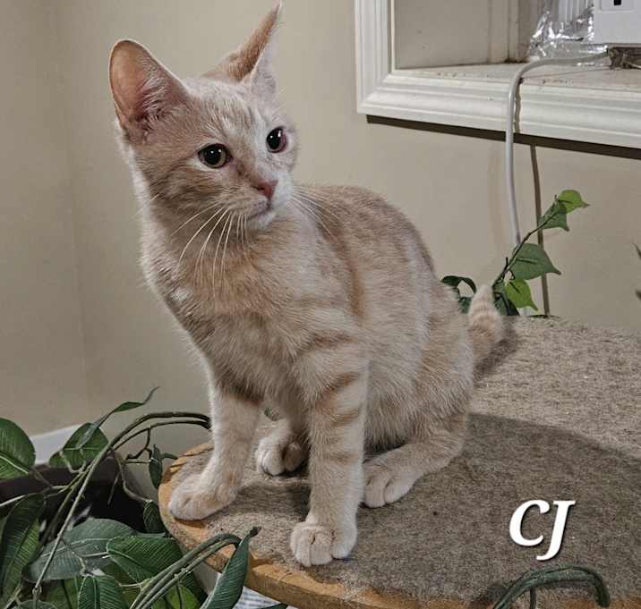Photo of CJ