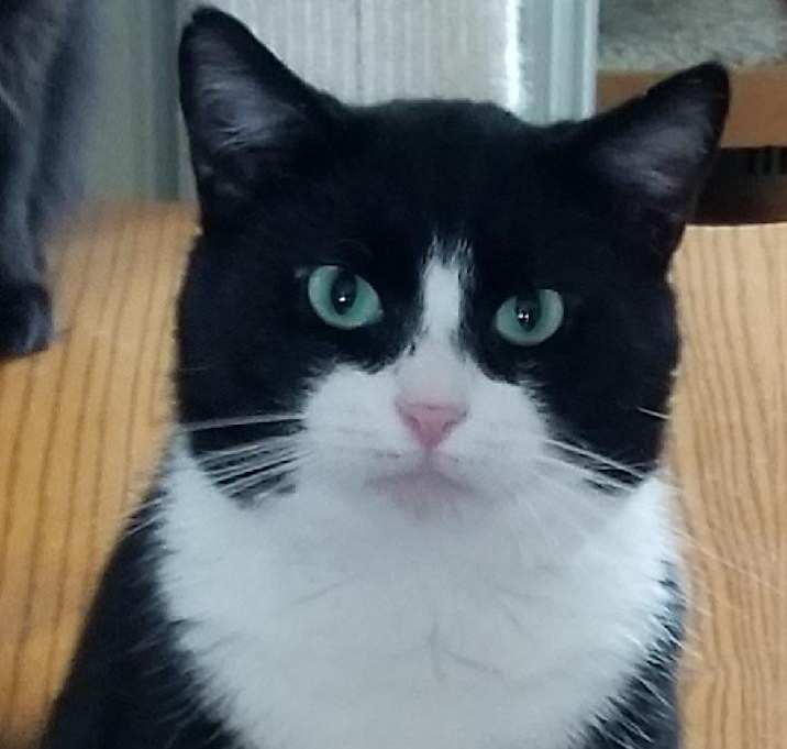 Photo of Bandit