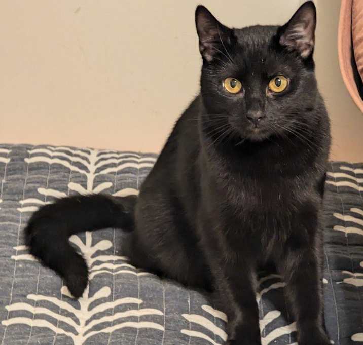 Photo of Raven
