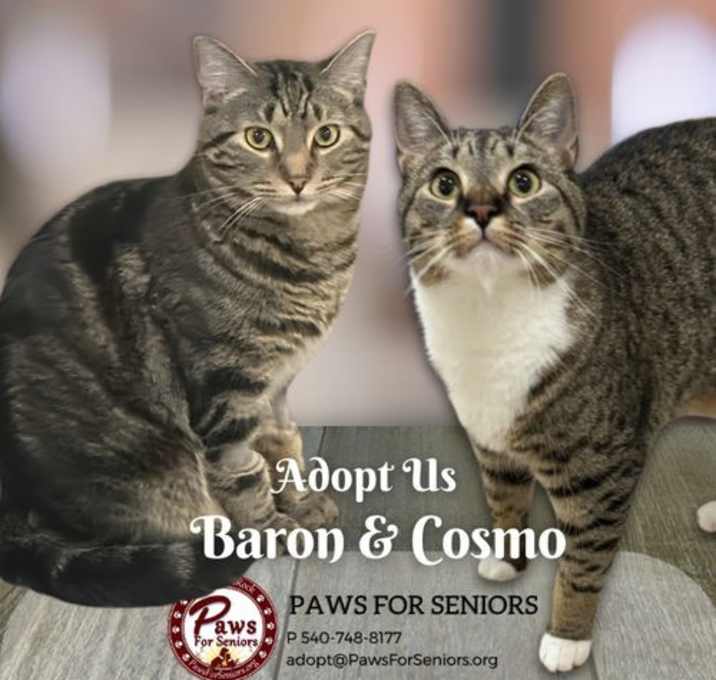 Photo of Cosmo