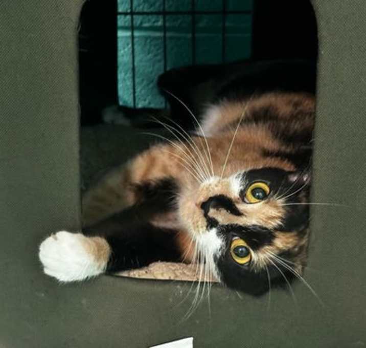 Photo of Luna