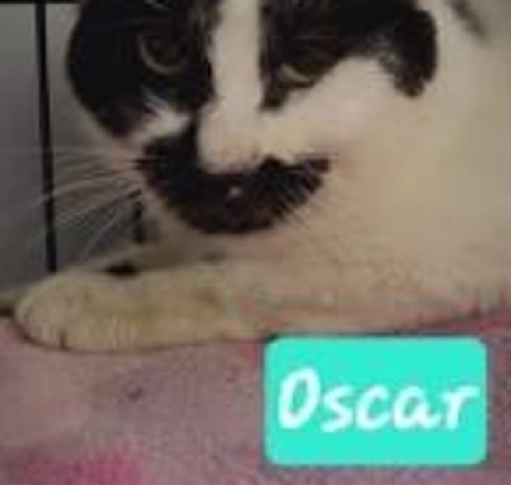 Photo of Oscar