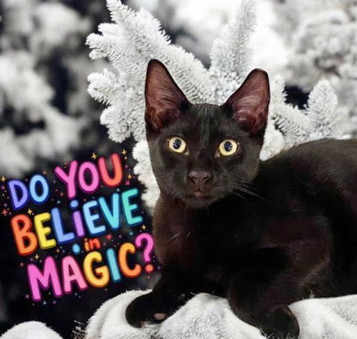 Photo of Magic