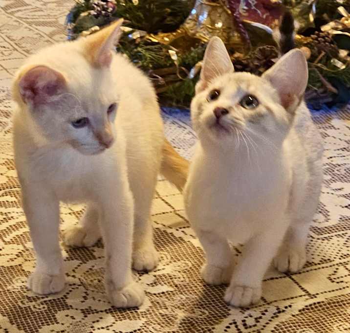 Photo of Sawyer & Sage (Bonded)