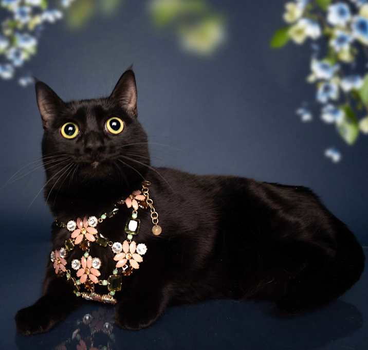 Photo of PINKY