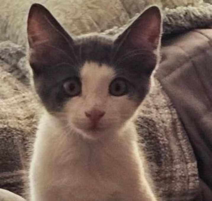Photo of Cosmo