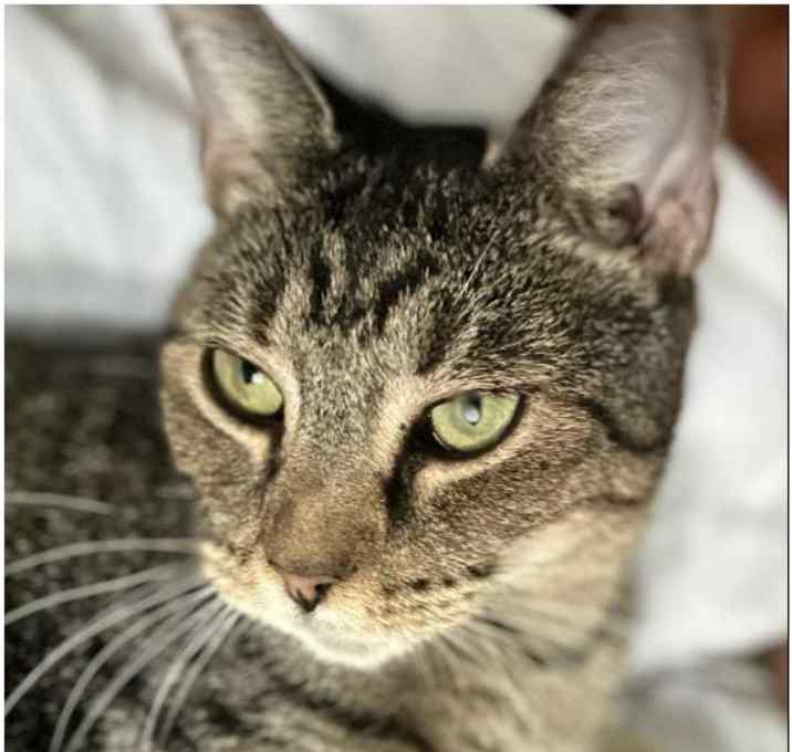 Photo of Whiskers