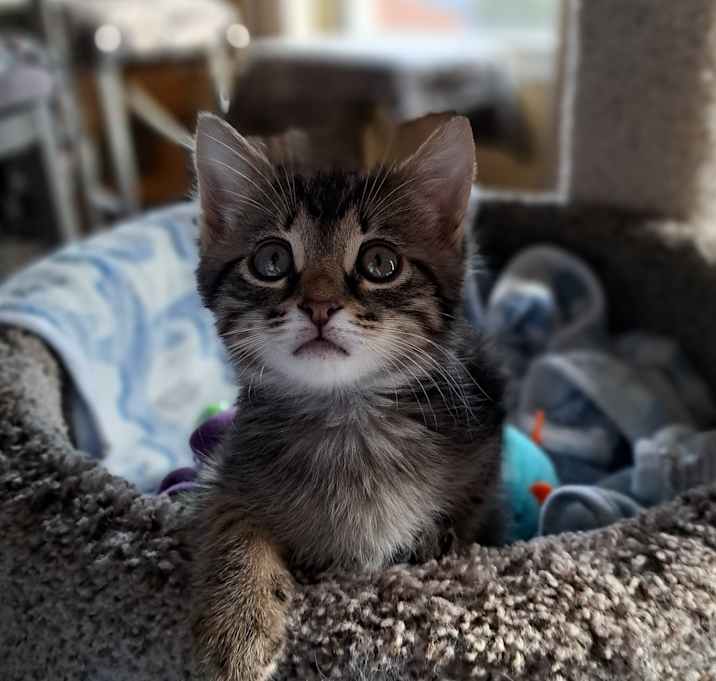 Photo of Chowder