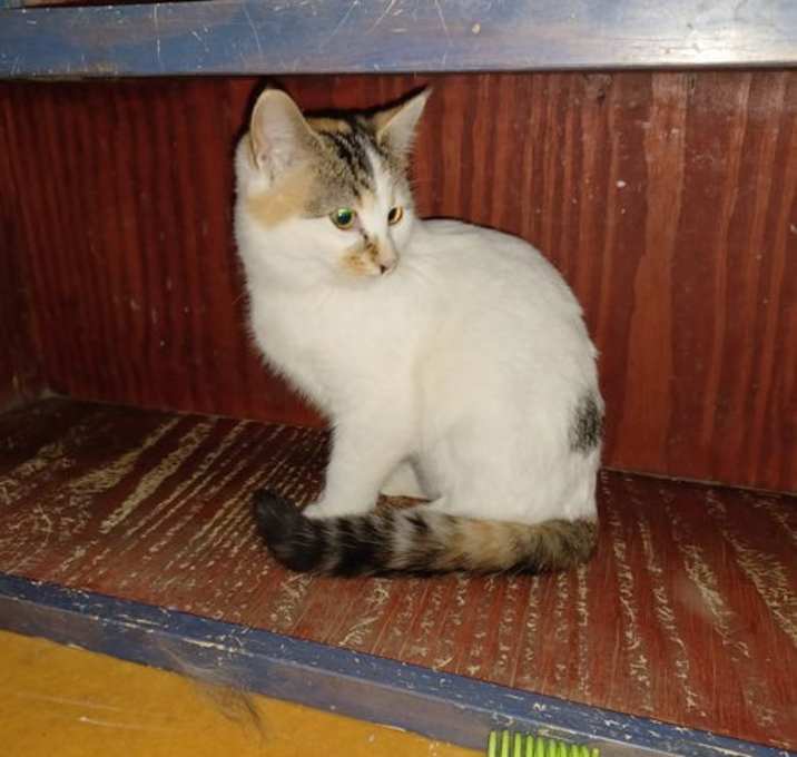 Photo of Patches
