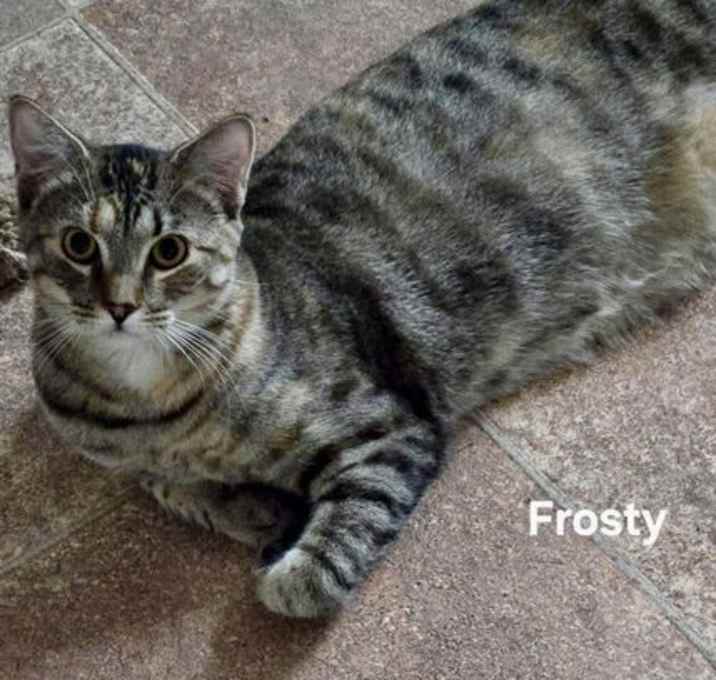 Photo of Frosty