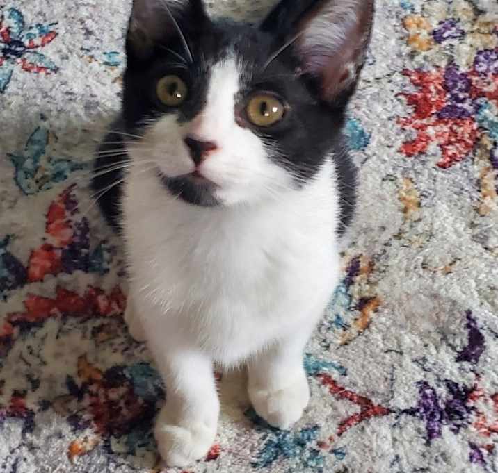 Photo of Petunia