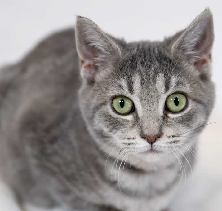 Photo of Trix