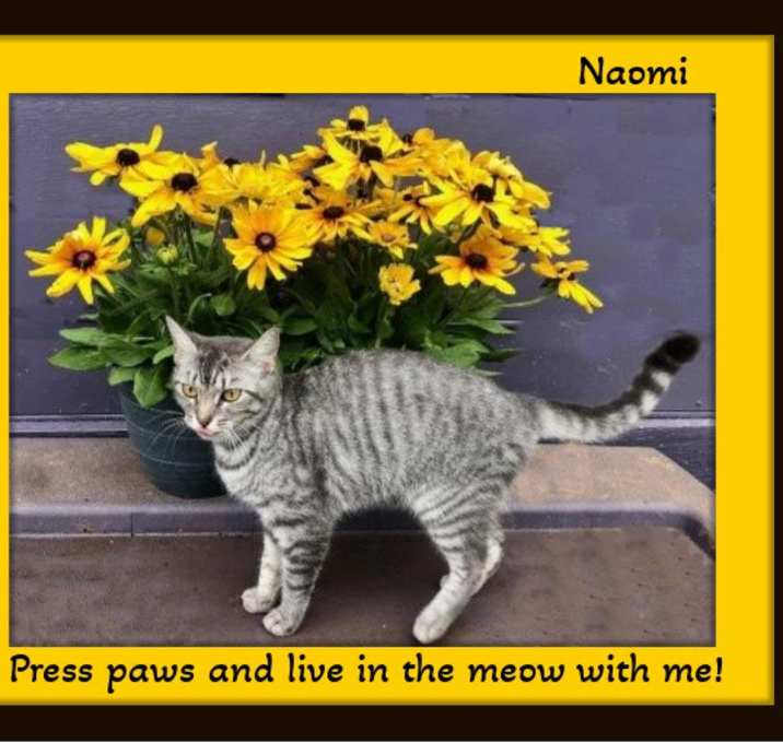 Photo of Naomi - Adopt me! I'm Sweet.