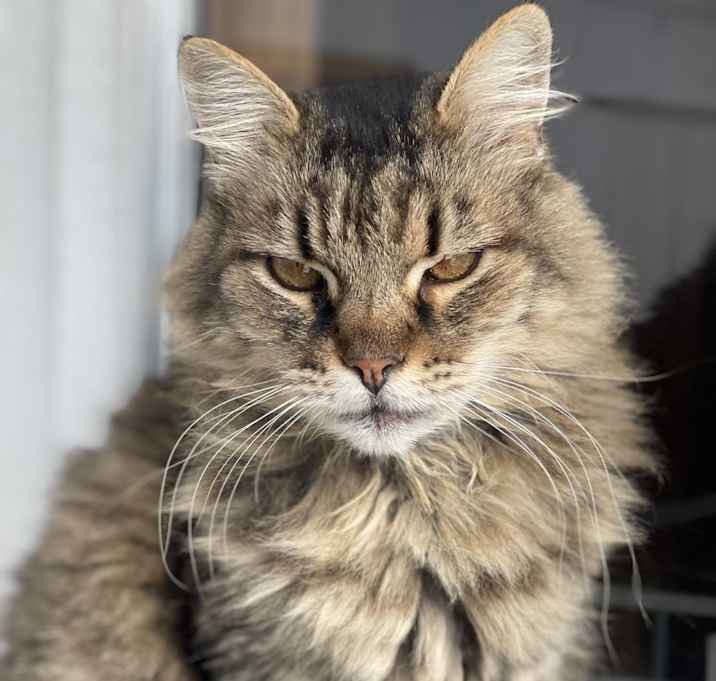 Photo of Lipsy