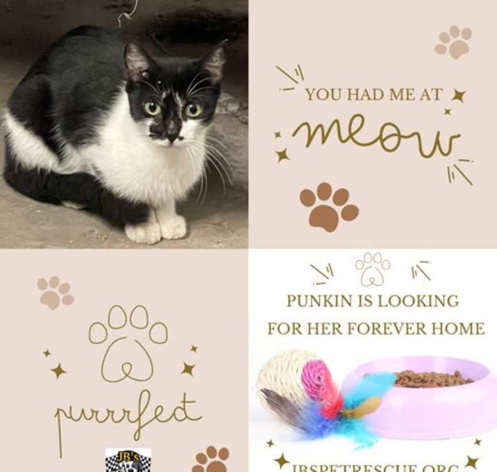 Photo of Punkin
