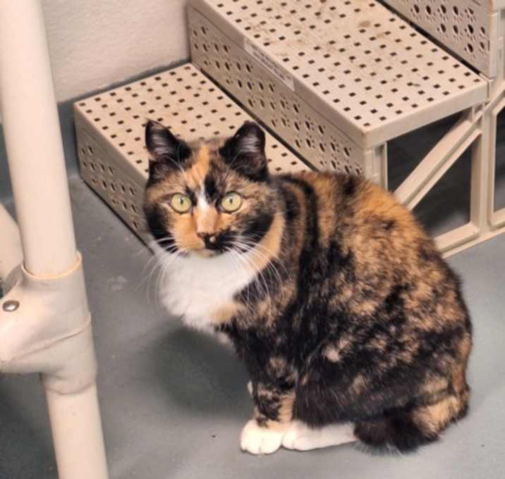 Photo of Callie