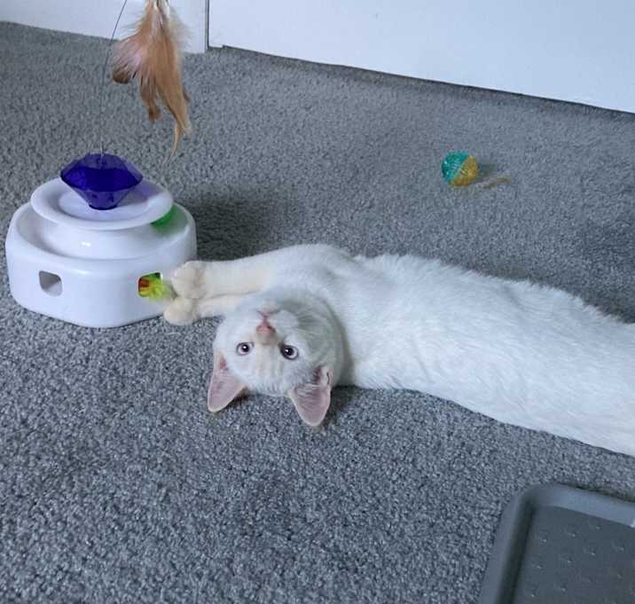 Photo of Finn