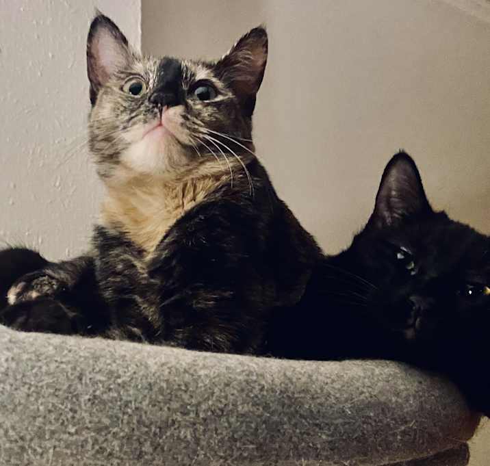 Photo of Pasadena & Perdita