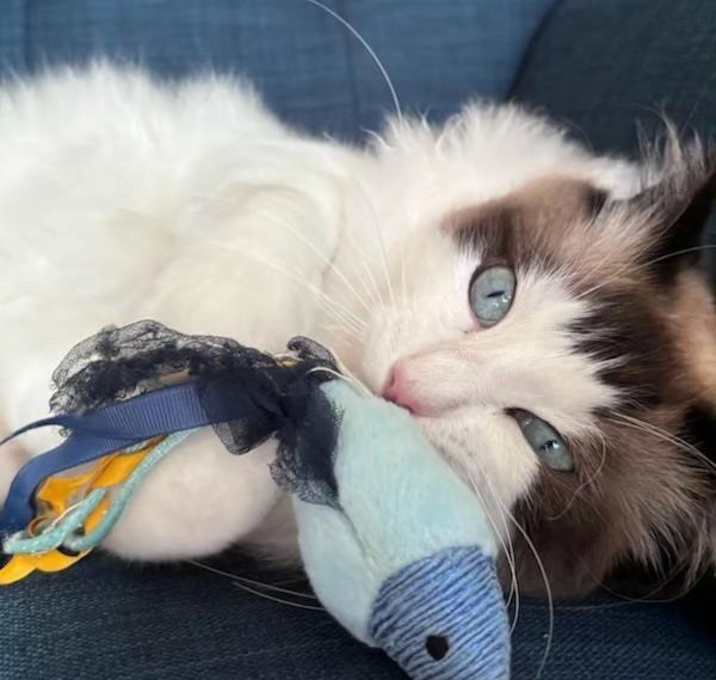 Photo of Abu