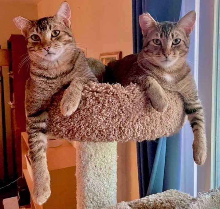 Photo of Squirrel and Boingo