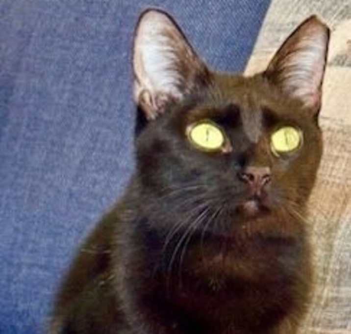 Photo of Kiwi