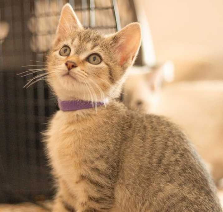 Photo of Pumpkin (bonded with Autumn!)