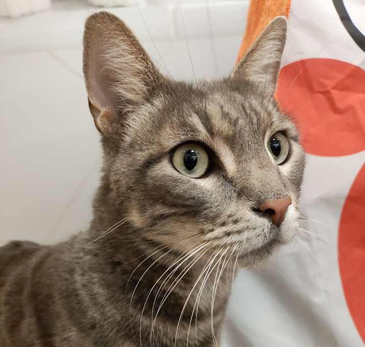 Photo of Remington