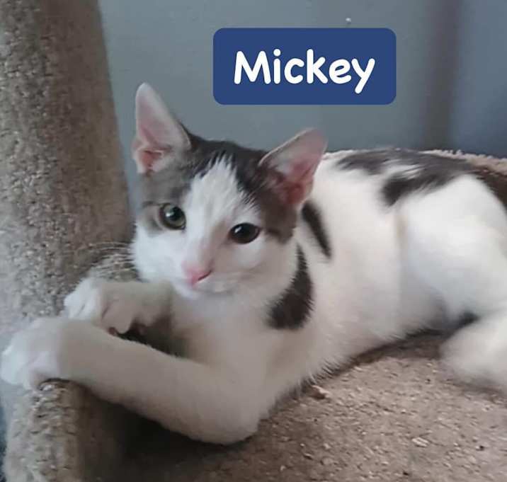 Photo of Mickey