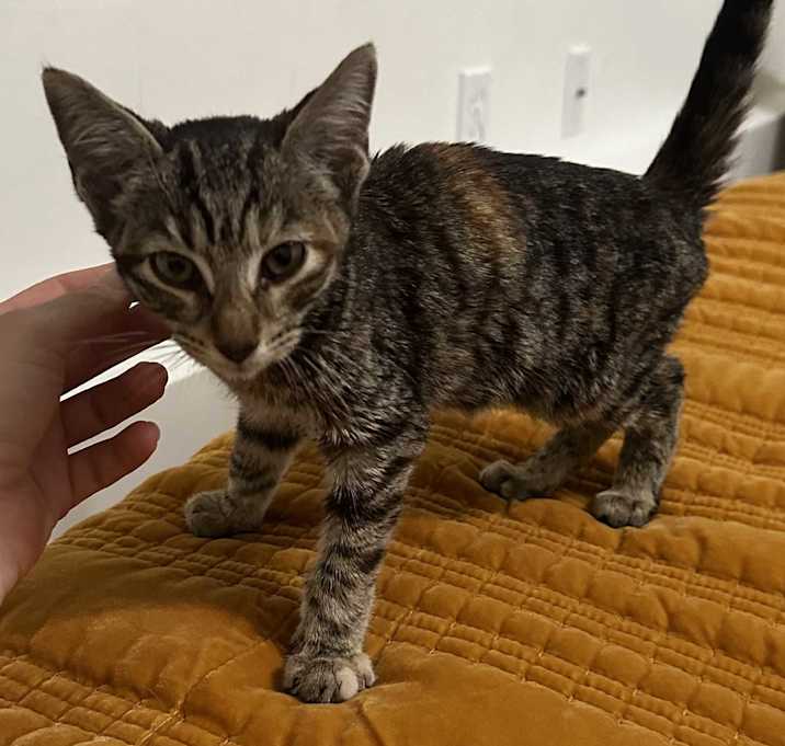 Photo of Brisket