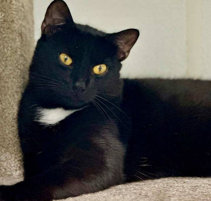 Photo of Joey