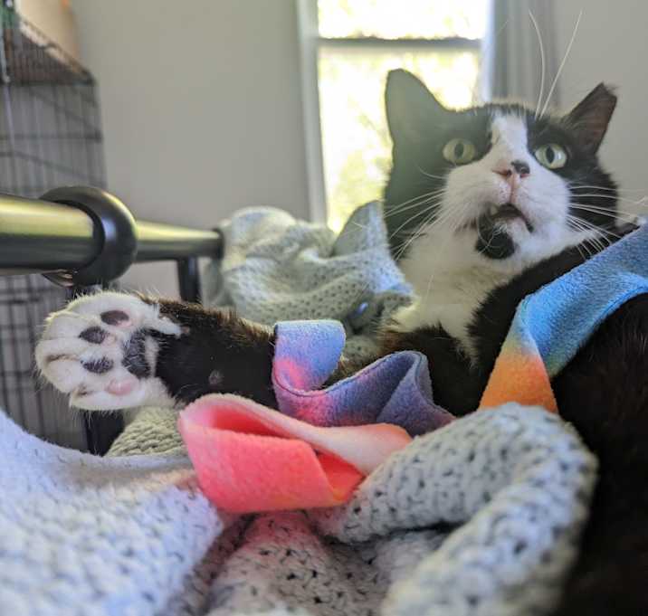 Photo of Goose
