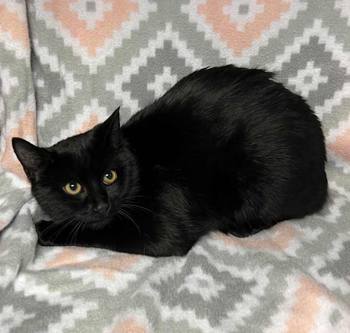 Photo of Midnight