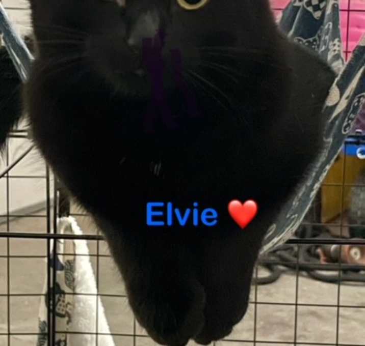 Photo of Elvie