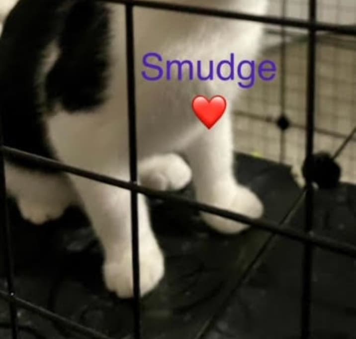 Photo of Smudge
