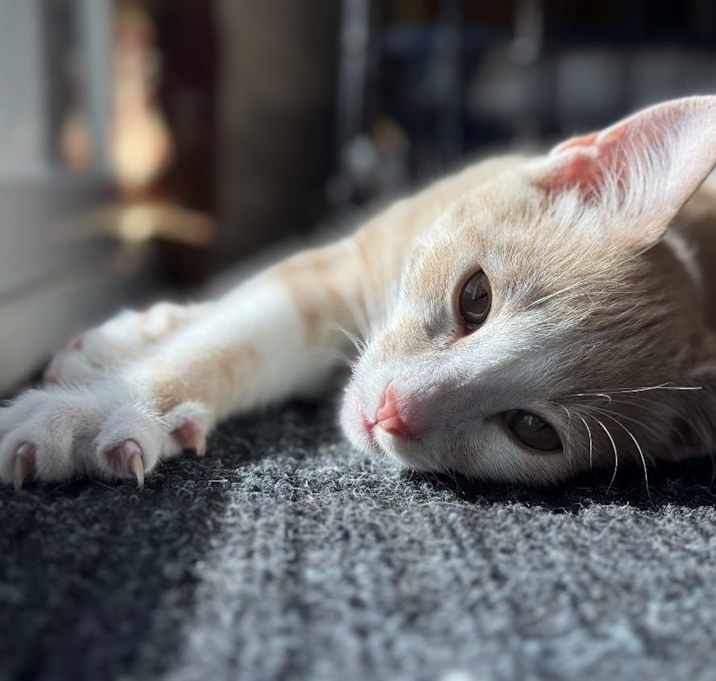Photo of Rascal