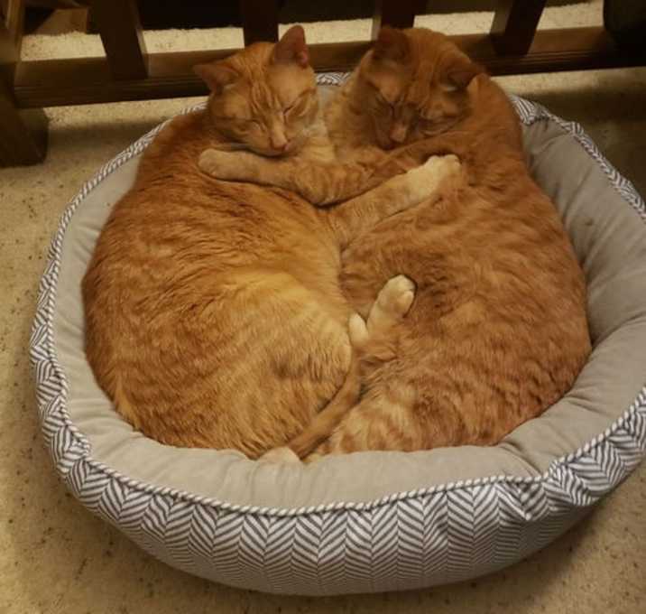 Photo of Ralphy (Bonded Brother to Max)