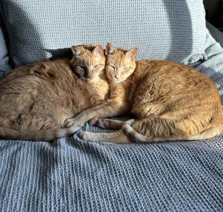 Photo of Max (Bonded Brother to Ralphy)