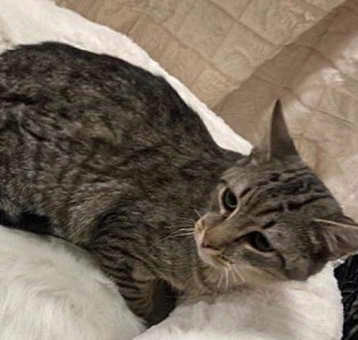 Photo of Yoda