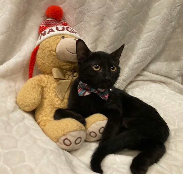 Photo of Bailey