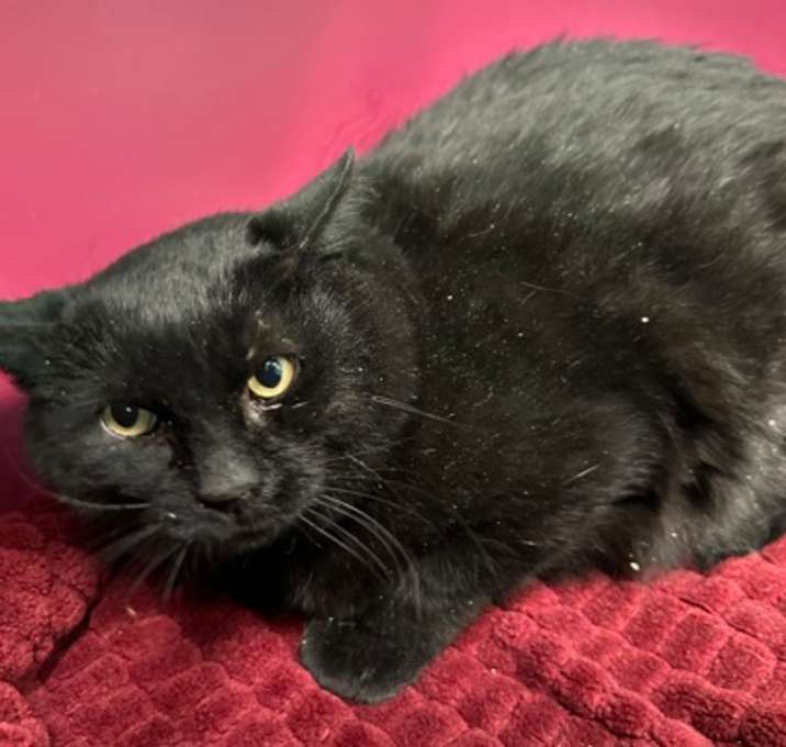 Photo of Sly-FIV+
