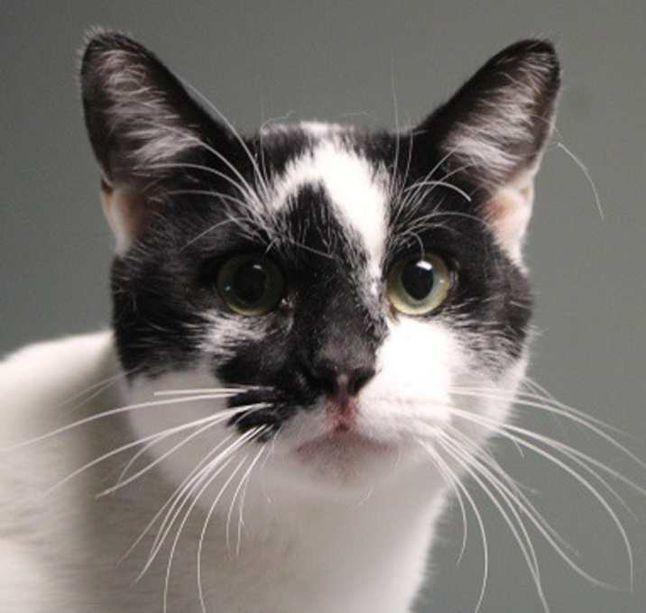 Photo of Otis