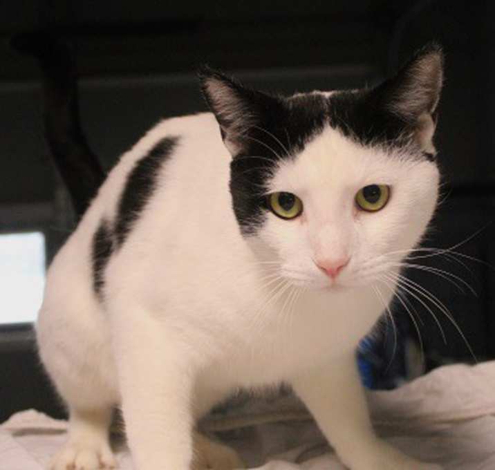 Photo of Milo