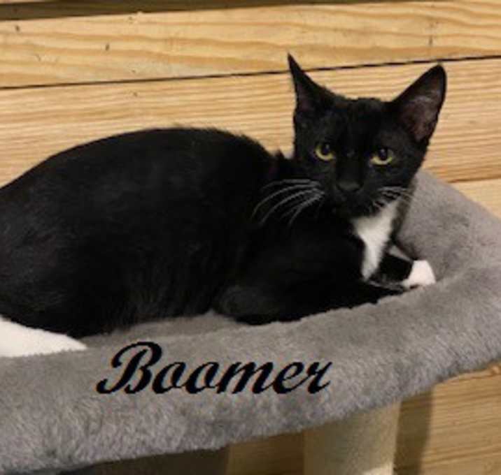 Photo of Boomer