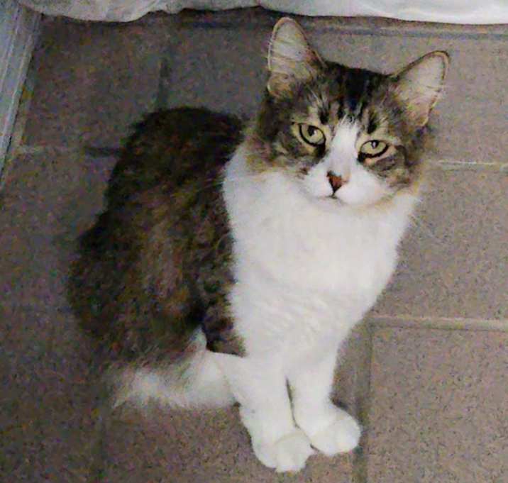 Photo of Priscilla  FIV+ aka- MamaCat