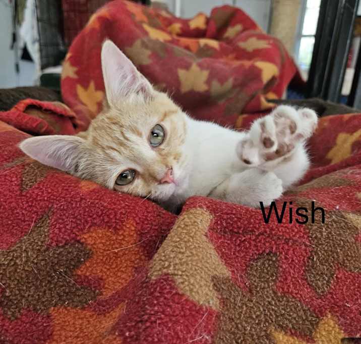 Photo of Wish